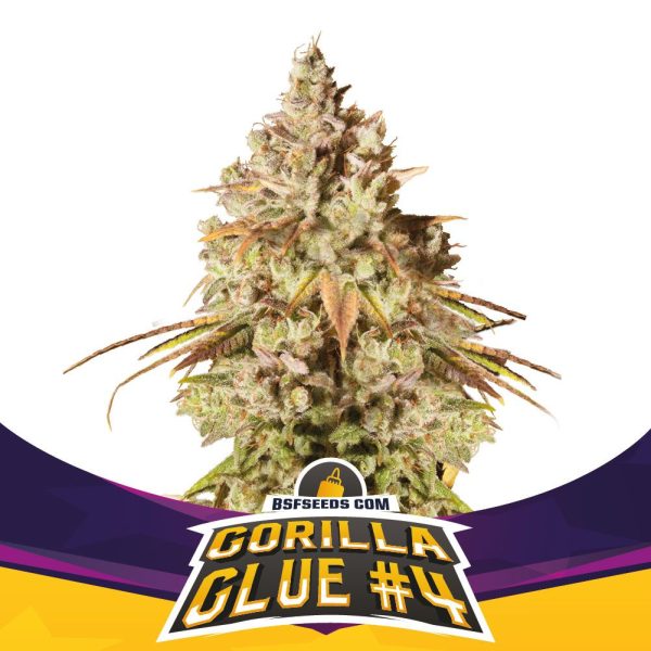 BSF SEEDS FEM GORILLA GLUE 4 X 4