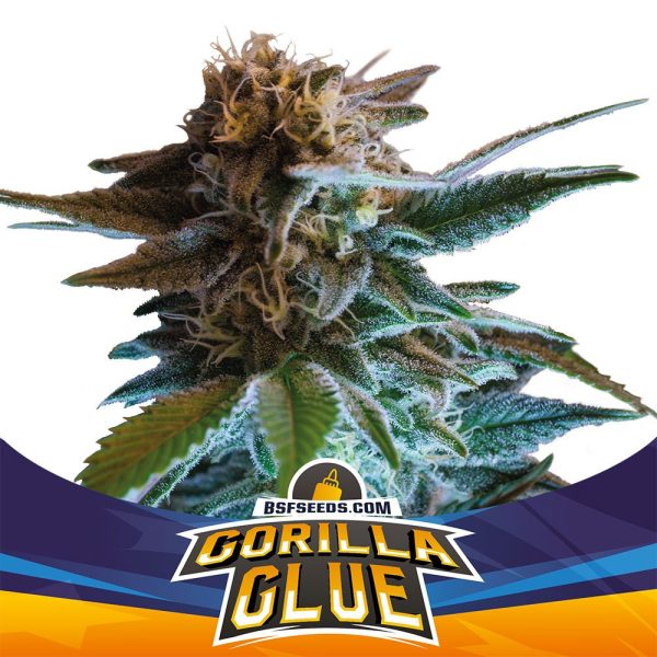 BSF SEEDS AUTO GORILLA GLUE X 12