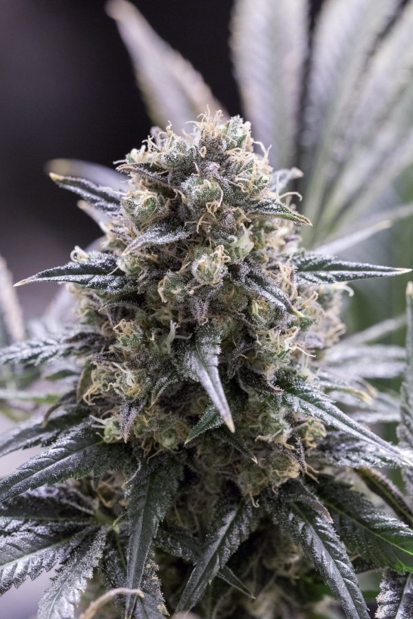 DINAFEM CBD QUICK DINAMED X 3