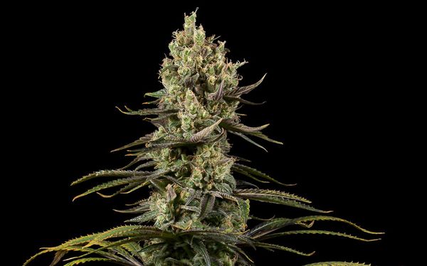 DINAFEM CBD EARLY AMNESIA X 3