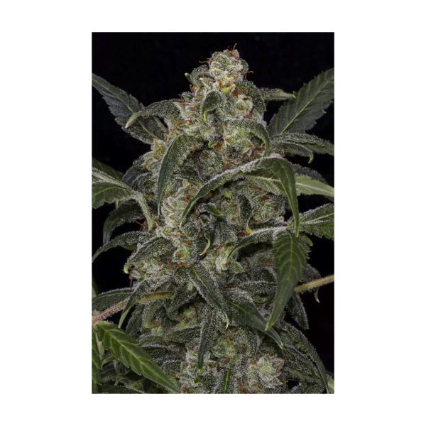 DINAFEM FEM HAZE 2.0 X 3