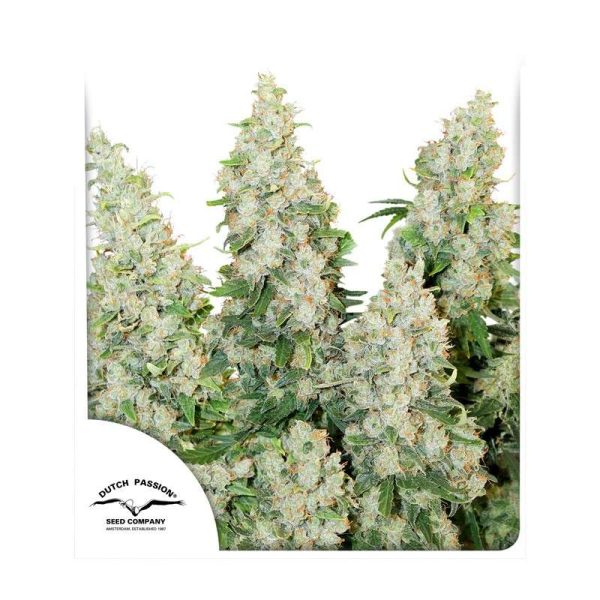 DUTCH PASSION AUTO THINK DIFFERENT X 3