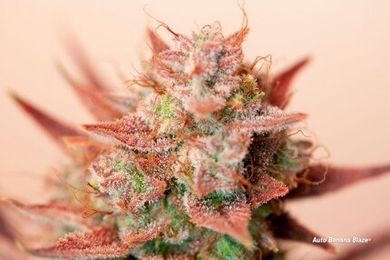 DUTCH PASSION AUTO BANANA BLAZE X 3