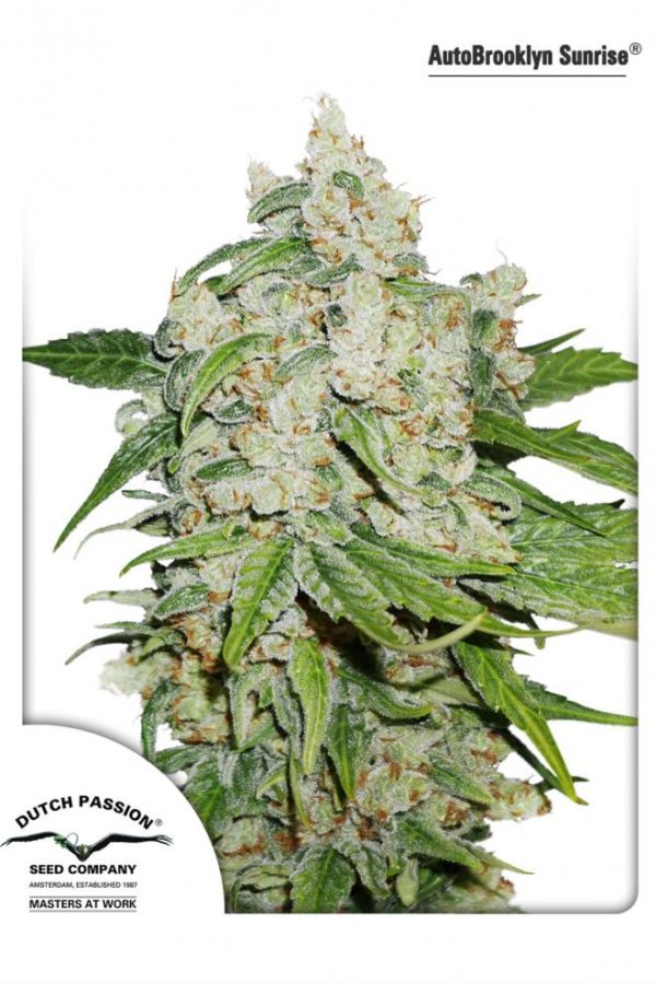 DUTCH PASSION AUTO BROOKLYN SUNRISE X 3