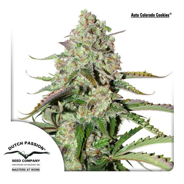 DUTCH PASSION AUTO COLORADO COOKIES X 3