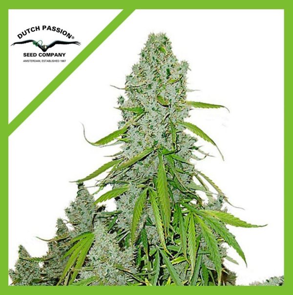 DUTCH PASSION AUTO ULTIMATE X 3