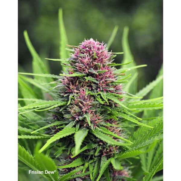 DUTCH PASSION FEM FRISIAN DEW X 3