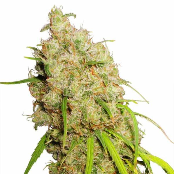 DUTCH PASSION AUTO DESFRAN X 3