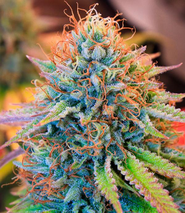 EVA SEEDS FEM GORILLA CANDY X 3 + 1