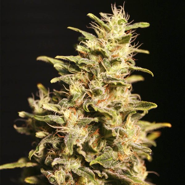 EVA SEEDS FEM MISSING IN BARCELONA X 3 + 1