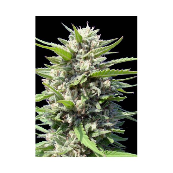 GENEHTIK AUTO NORTHERN LIGHTS X 1