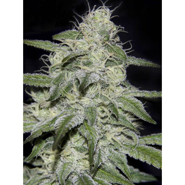 GENEHTIK CBD KRITIKAL BILBO X 1