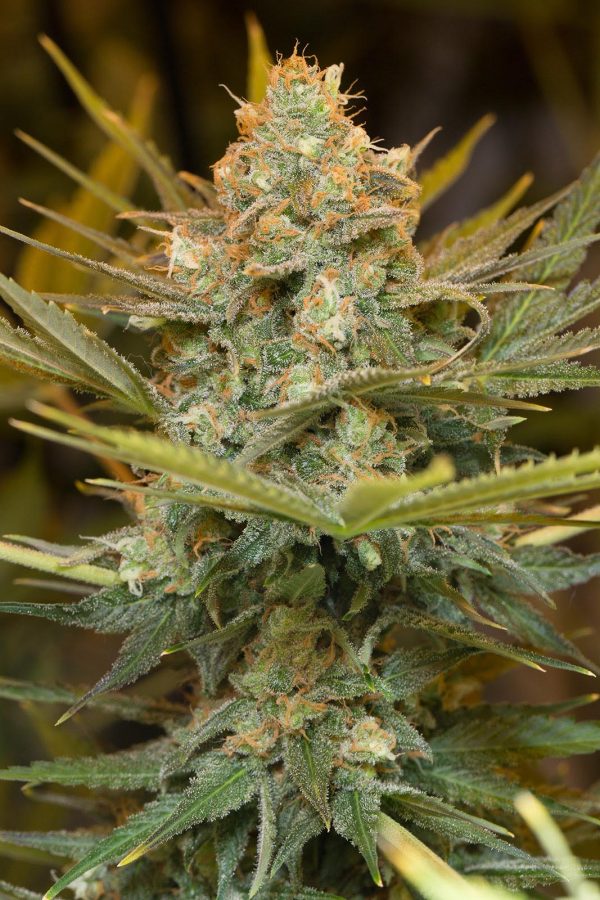 HUMBOLDT SEEDS FEM THREE BLUE KINGS X + 3