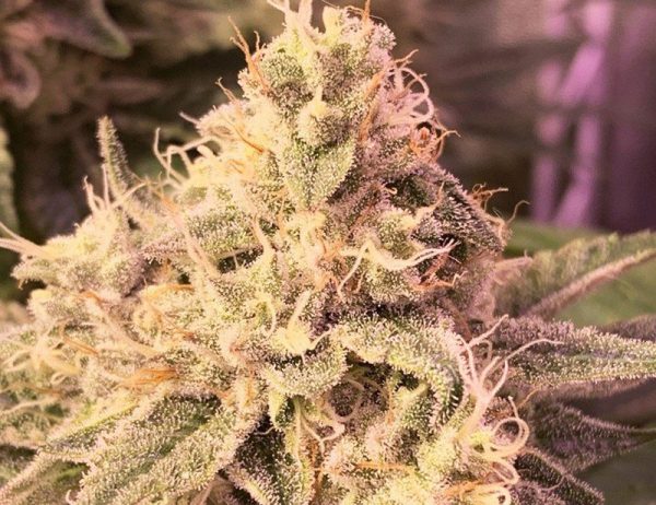 MEDICAL SEEDS FEM BANANA ZKITTLEZ X 3