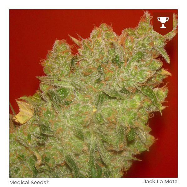 MEDICAL SEEDS FEM JACK LA MOTA X 3
