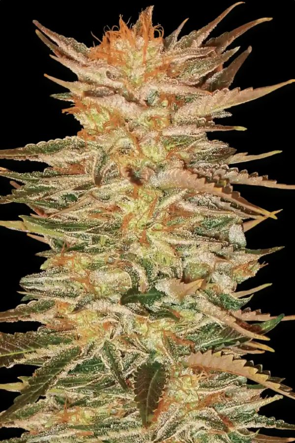 PARADISE SEEDS FEM ICE CREAM X 3