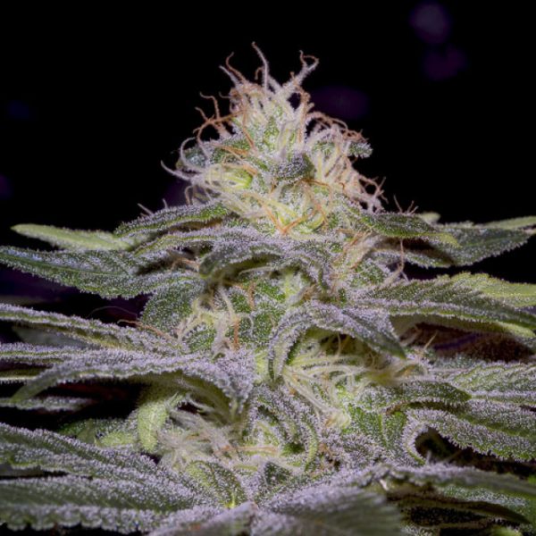 PARADISE SEEDS FEM SENSI STAR X 3