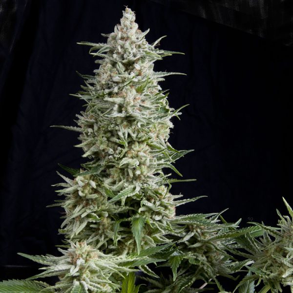 PYRAMID SEEDS FEM AMNESIA GOLD X 3