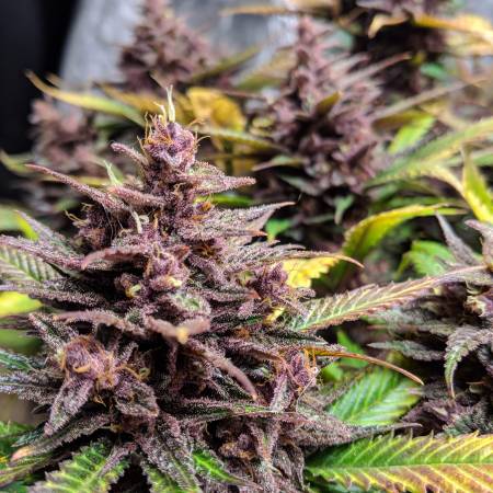 SWEET SEEDS FAST VERSION RED MANDARINE F1 X 3 + 1