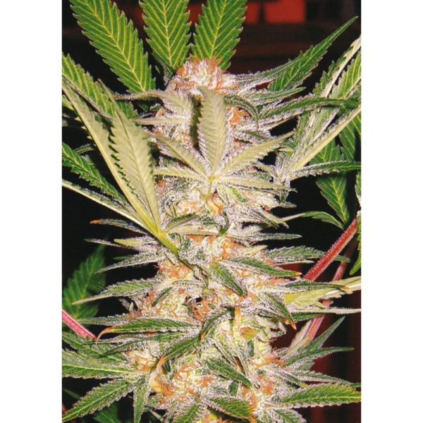 SWEET SEEDS FAST VERSION SAD F1 X 3 + 1