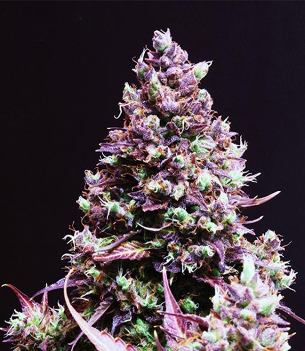 SWEET SEEDS AUTO CREAM CARAMEL X 3 + 1