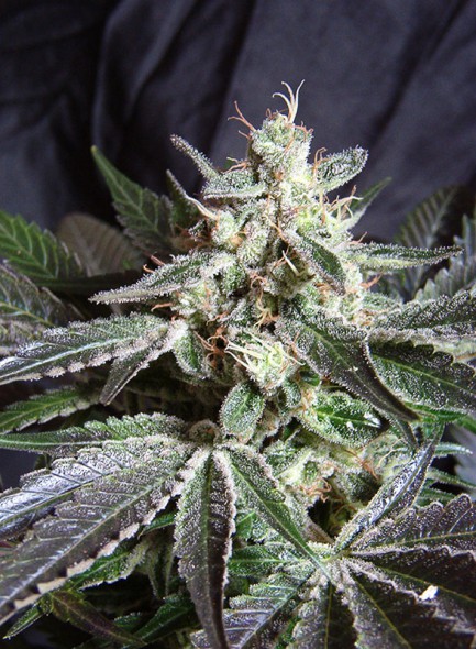 SWEET SEEDS FEM BLACK JACK X 3 + 1