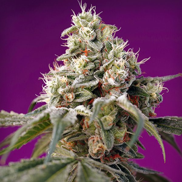 SWEET SEEDS AUTO BRUCE BANNER X 25