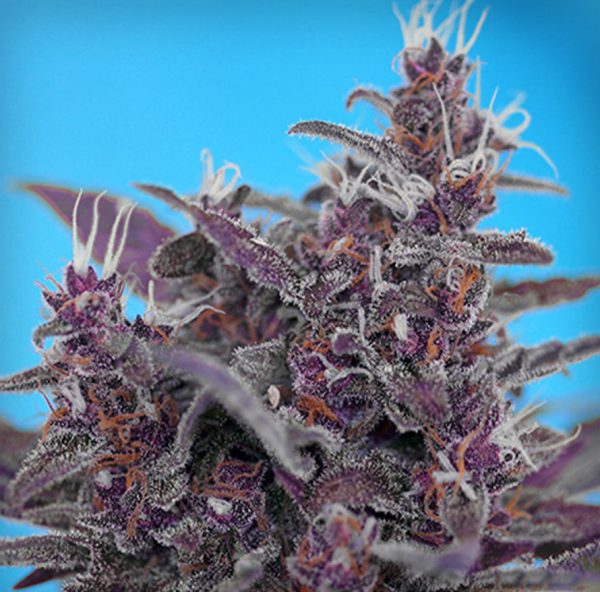 Sweet Seeds Auto Black Cream x3+1