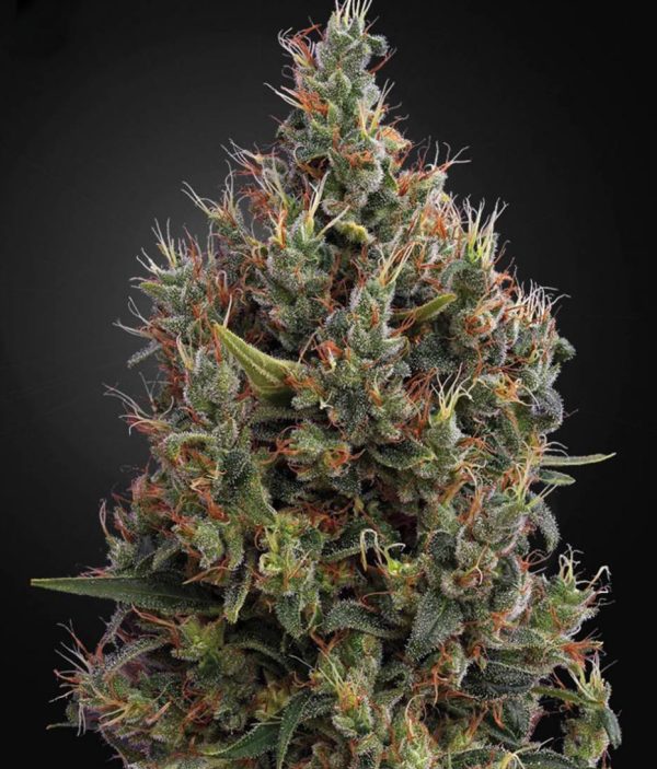 Green House Big Bang x3 (1)